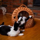 Kurvhule Tusse M | med gitterdør | 46x34x36cm thumbnail