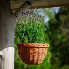 Blomsterampel | naturpil | ⌀27cm  thumbnail