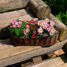 Blomsterkurv Lang | mørk naturpil | 50x17cm thumbnail