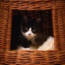 Dobbel kurvhule Vette | m/puter | 52x36x45cm  thumbnail