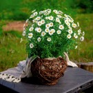 Blomsterkurv Kule | mørk naturpil | ⌀30cm  thumbnail